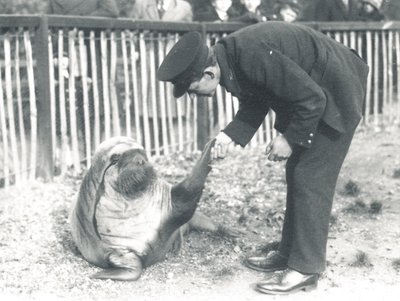 Andy le morse au zoo de Londres, 1925 - Frederick William Bond